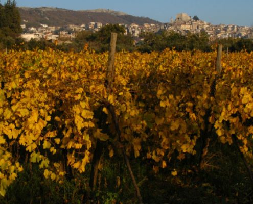 Wine Research Team: La Guardiense