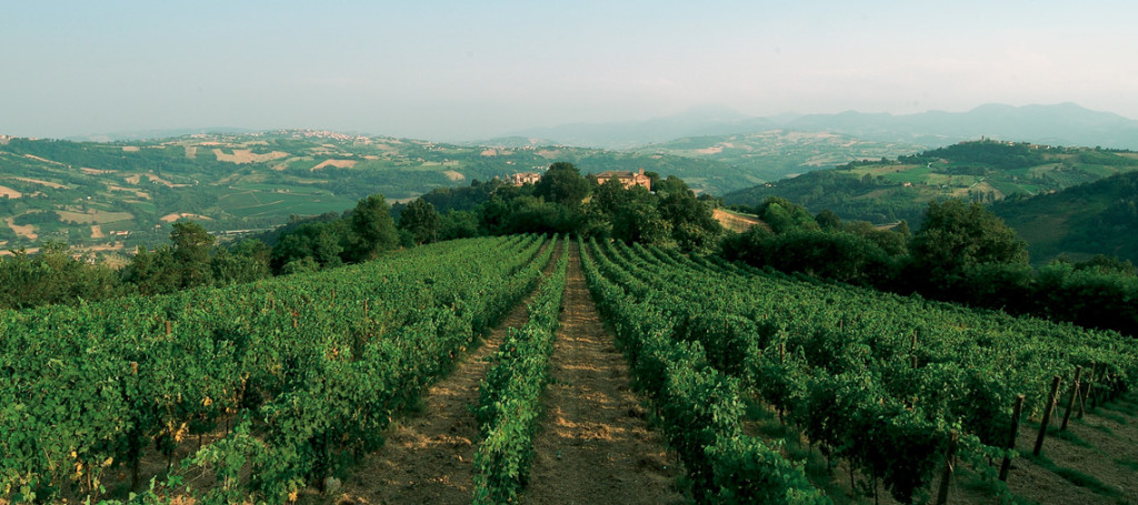Wine Research Team: Terre Cortesi Moncaro