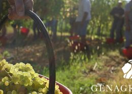 Wine Research Team: Genagricola