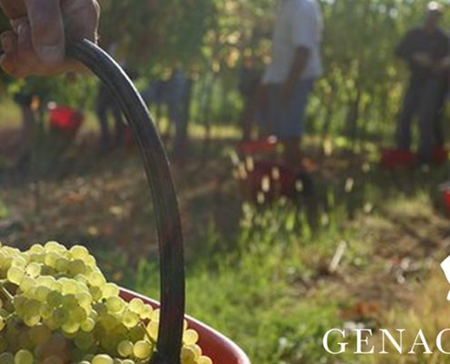 Wine Research Team: Genagricola